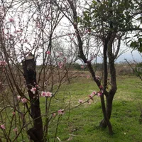 زمین ۴۱۶ متری مسکونی روستای چمن|فروش زمین و ملک کلنگی|طاهرگوراب, |دیوار