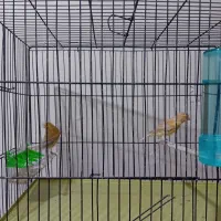 قناری جوجه و نر مست