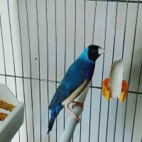 فنچ گلدین آبی وسبز