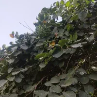 لمپچ (سپستون)