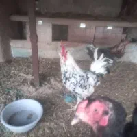 عروس هلندی دارم معاوضه با مرغ