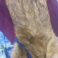 خیگ سنتی جای روغن مناسب ترمیم یا دکوری