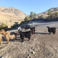 بز و بزغاله یا گوسفند داشتی درجه یک جوان|حیوانات مزرعه|ایلام, |دیوار