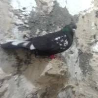 صید سینه جنگلی سیاه نر ساده سیاه نر