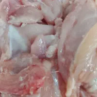 بچه فیله