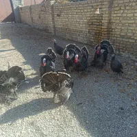 بوقلمون جوان