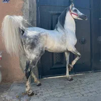 اسب نریان عرب خارجی سواریدار مجلسی