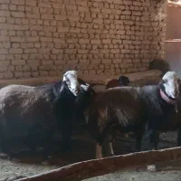 گوسفند|حیوانات مزرعه|گلبهار, نوبهار|دیوار