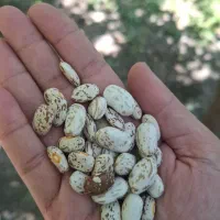 فروش لوبیا چیتی