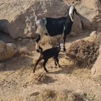 بز کهره دار