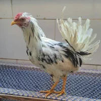 خروس گلین فول پنگوئنی ریشی چهل تاج