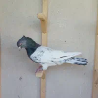 کله رنگه ، سینه سیاه|پرنده|مشهد, رضاییه|دیوار