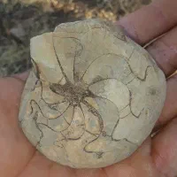 فسیل بسیار زیبا