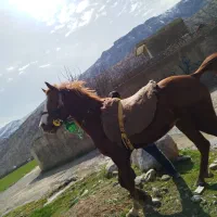 اسب نجیب و سرو دم گیر سه سال و نیم