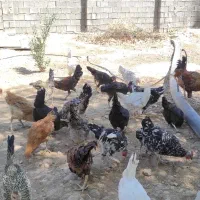 مرغ و خروس محلی گلین|حیوانات مزرعه|دوگنبدان, |دیوار