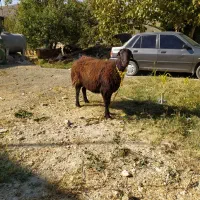 نوم خدا میش داشتی درجه یک ابستن