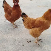 دوتا مرغ تخم کن خوش رنگ|حیوانات مزرعه|دشتابی, |دیوار