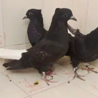 جوجه زاغ دم سفید|پرنده|مشهد, ایثار|دیوار