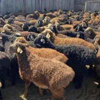 پخش گوسفند زنده شبانه روزی در استان کرج|حیوانات مزرعه|کرج, عظیمیه|دیوار