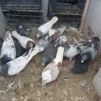 کفتر سبز جاشنی