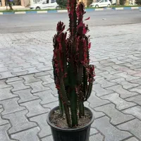 گلهای قطره باران|گل و گیاه طبیعی|لوندویل, |دیوار