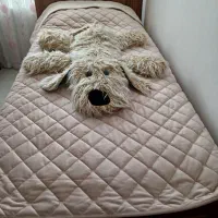 عروسک سگ|اسباب‌‌بازی|میانه, |دیوار