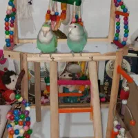 جفت کوتوله برزیلی|پرنده|قم, چهار مردان|دیوار