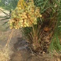 پاجوش هلیلی