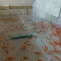 ماهی قرمز|ماهی|یزد, |دیوار