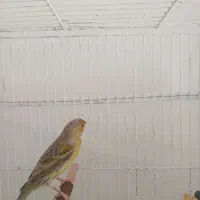 قناری ماده