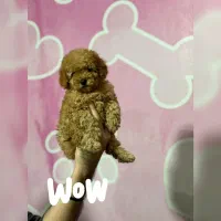 کوچولوی سلطنتی تاینیتوی پودل|سگ|تهران, شهرک چیتگر|دیوار