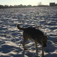 سگ خراسانی درشت