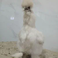 مرغ ابریشمی تخم گذار