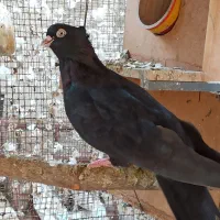 صرب|پرنده|ریز, |دیوار