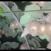 کیوی سر درخت