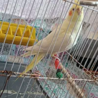 یک عدد عروس هلندی ماده