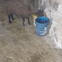 بره ماده|حیوانات مزرعه|نورآباد, |دیوار
