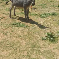 اولاغ ماده۳ ساله