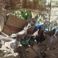 فروش کبوتر  زهک