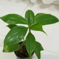 گل برگ بید و گوش گرگی