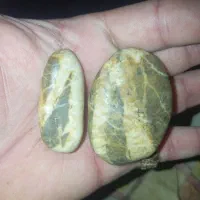 سنگ فسیل شده حیوانات