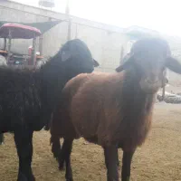 بره نر بره قوچی قزل افشار