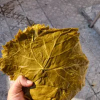 فروش برگ مو به صورت عمده و جزئی