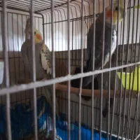 عروس هلندی دستی|پرنده|کارون, |دیوار