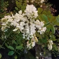 فروش-باغ-انگور-و-میوه-جاده-اسپاس-2-500متری