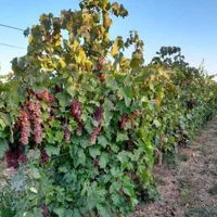 نهال درخت های انگور 6ساله تنه دار پرداخت در محل