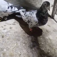 کبوتر سار|پرنده|خان ببین, |دیوار