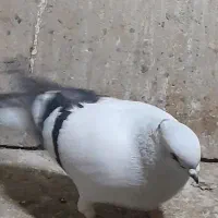 کبوتر  شامی