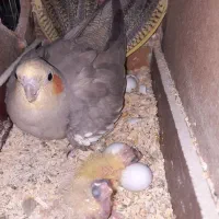 عروس هلندی مولد روی تخم و جوجه