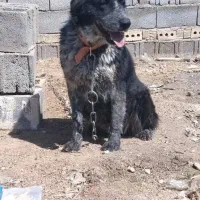 سگ لاس قدرنجونی نگهبان